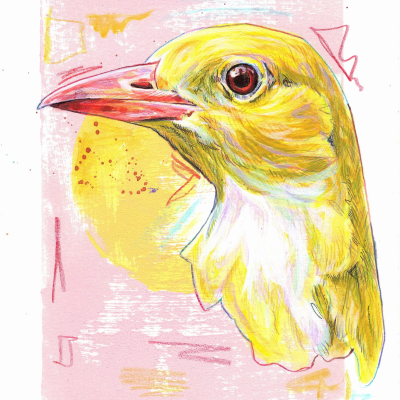 peindre-oiseau-paul-ward (4)